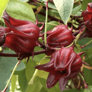 Close-up of red roselle calyces on green stems.